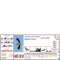 گونه کرکس مصری Egyptian Vulture